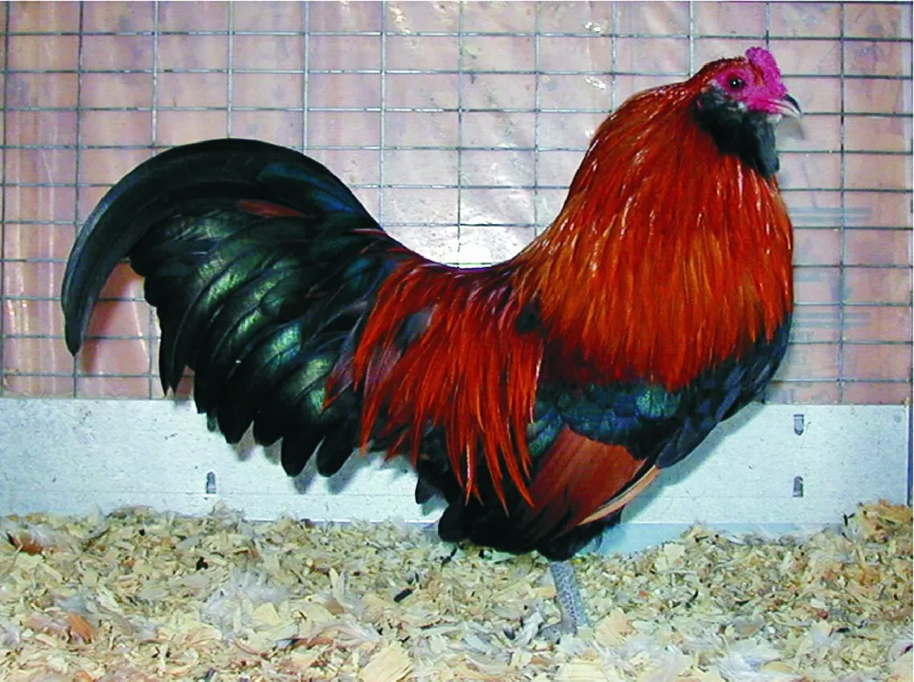 Ameraucana