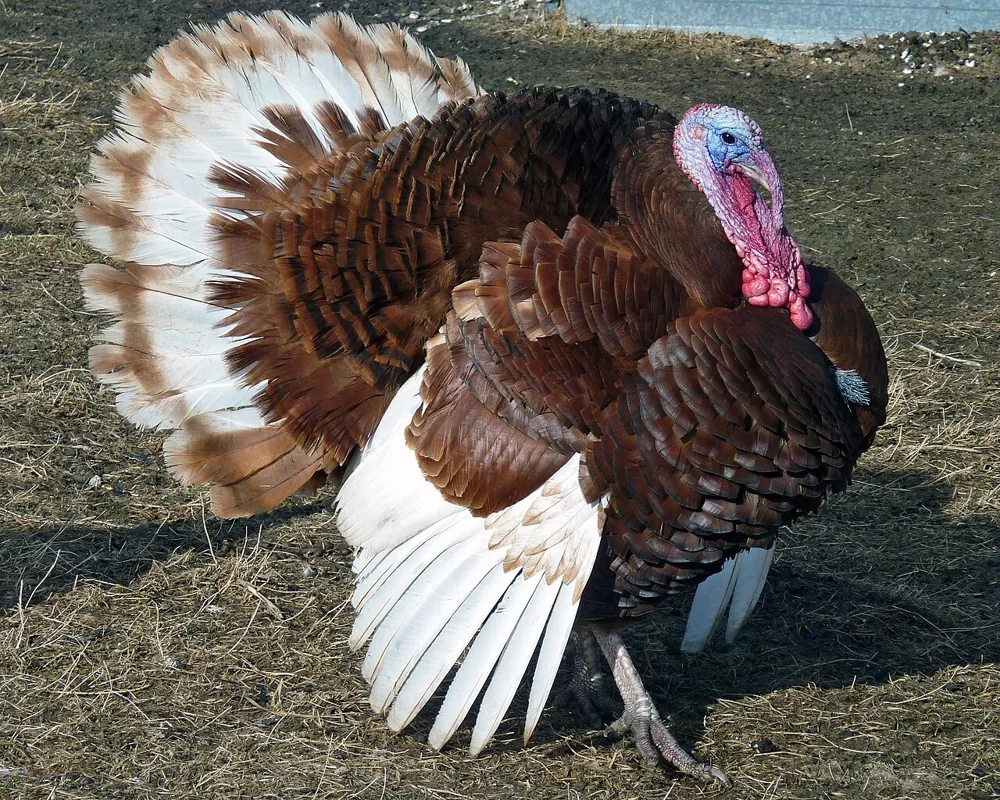 Bourbon Red Turkey