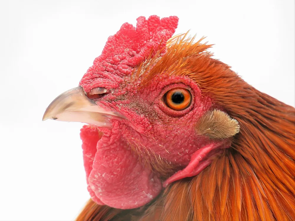 Brahma