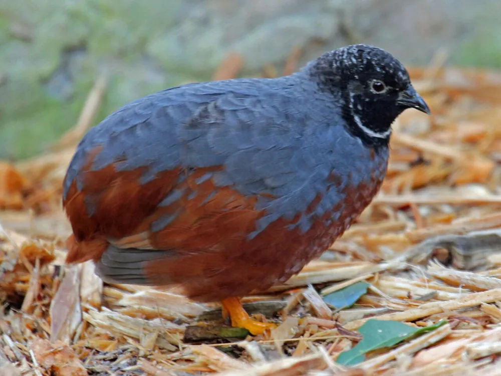 Button Quail