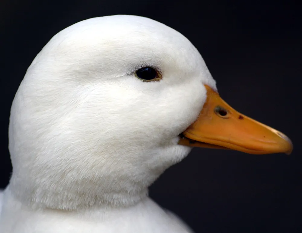Call Duck