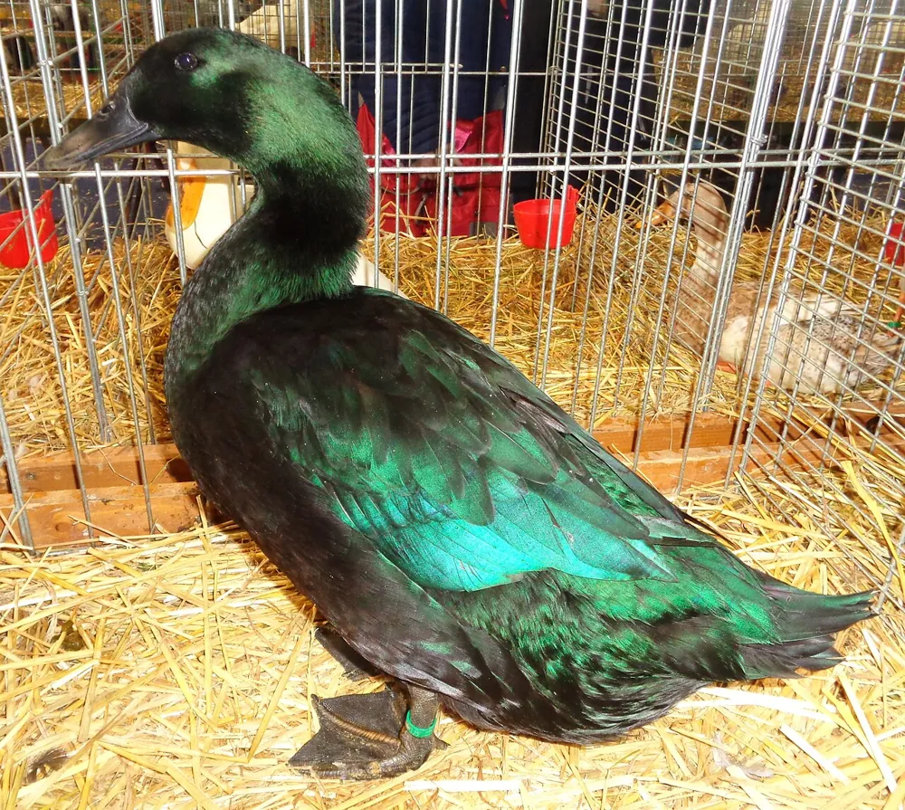 Cayuga Duck