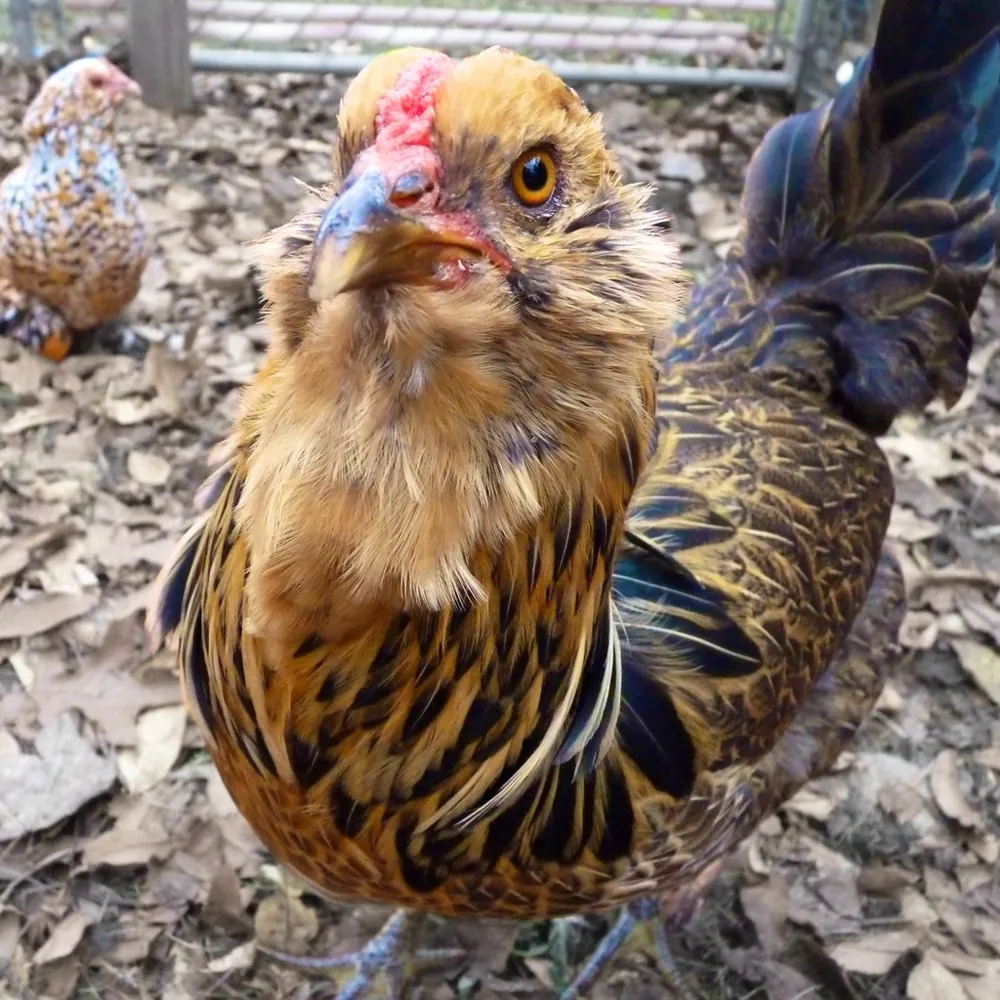 Easter Egger