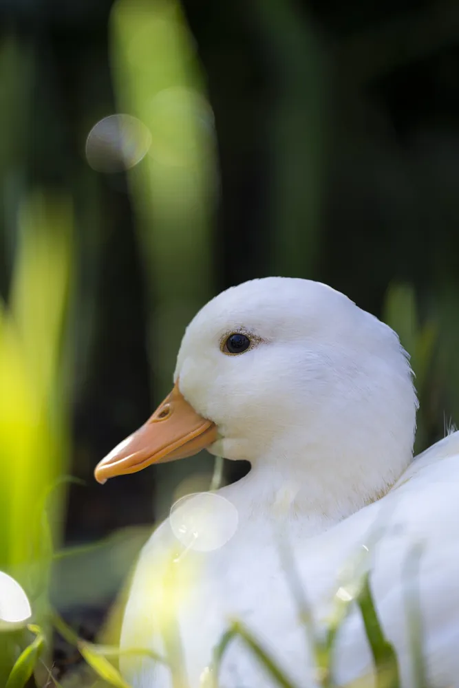 Pekin Duck