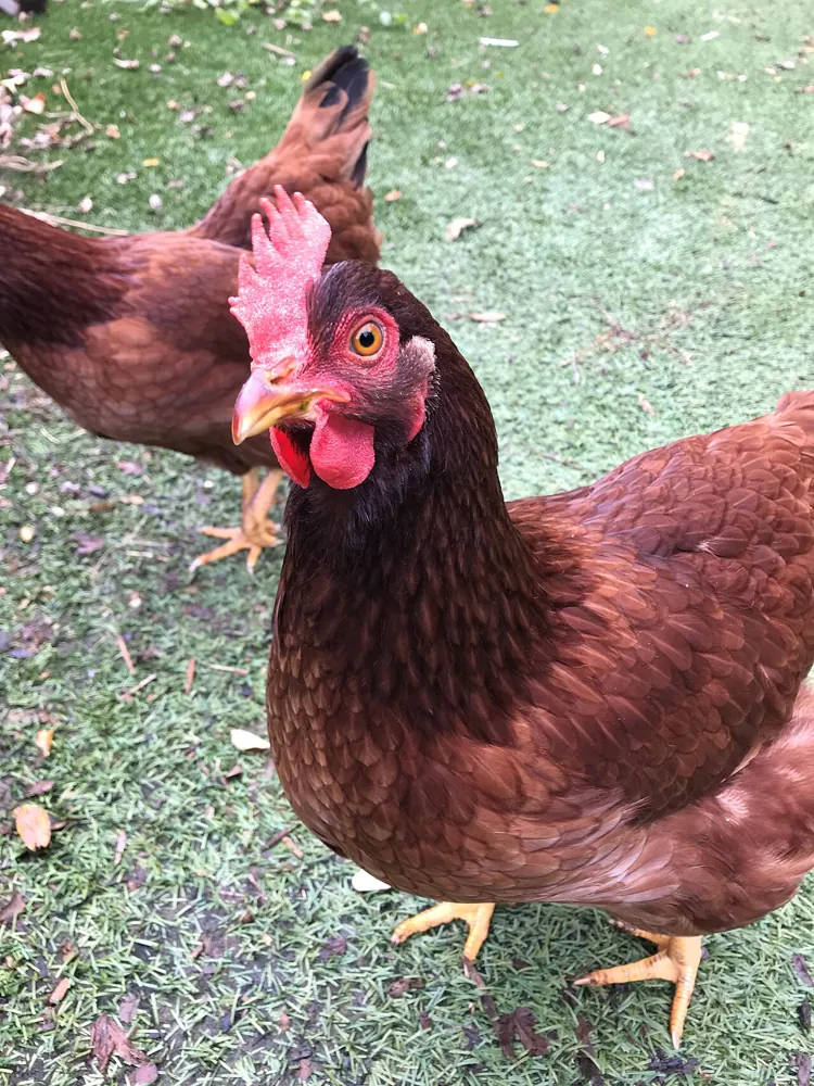 Rhode Island Red