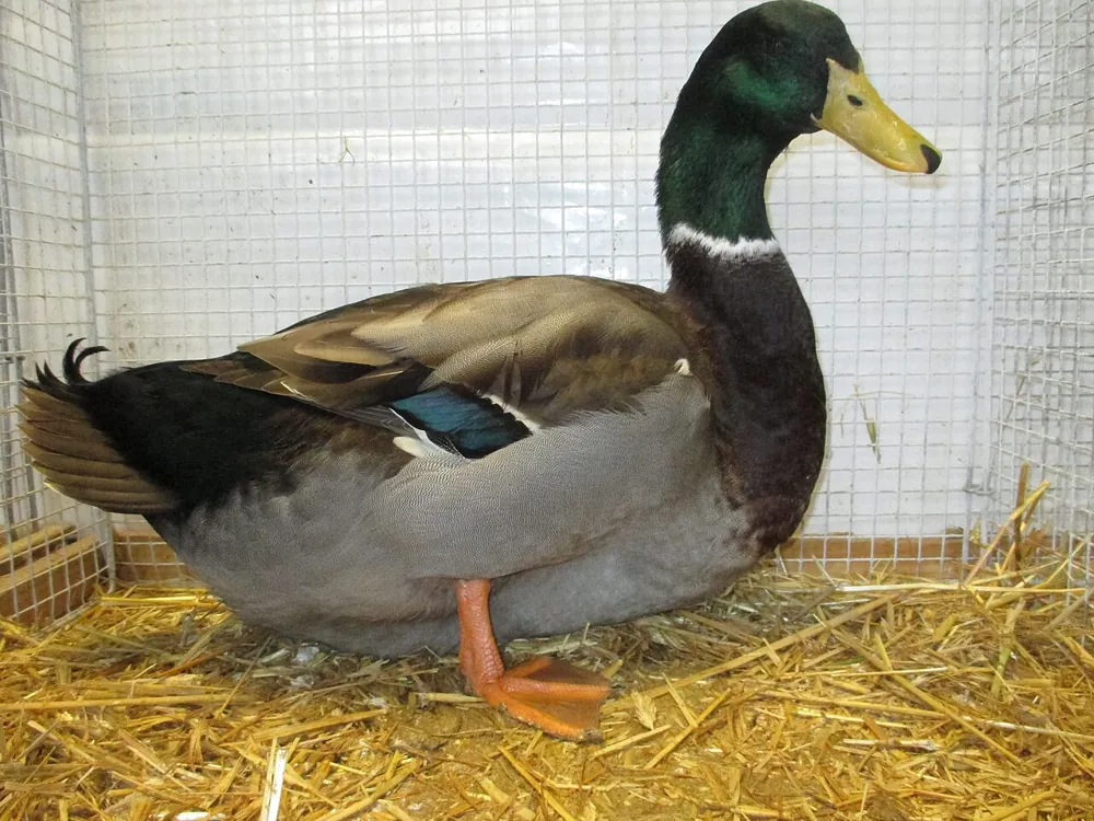Rouen Duck