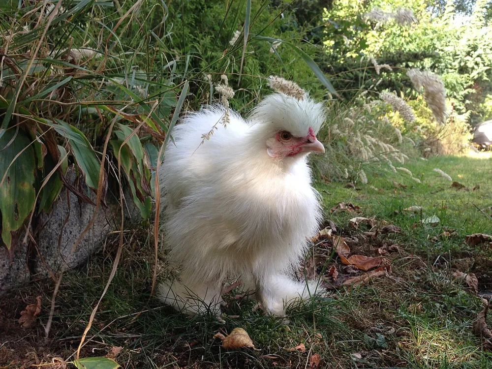 Silkie