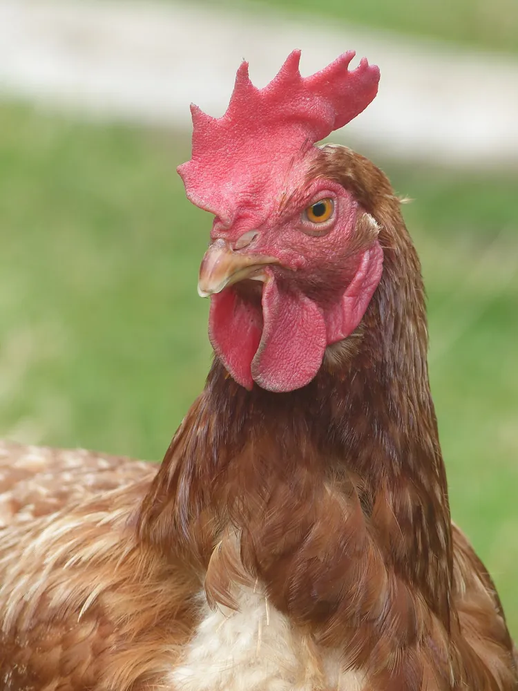 Chicken