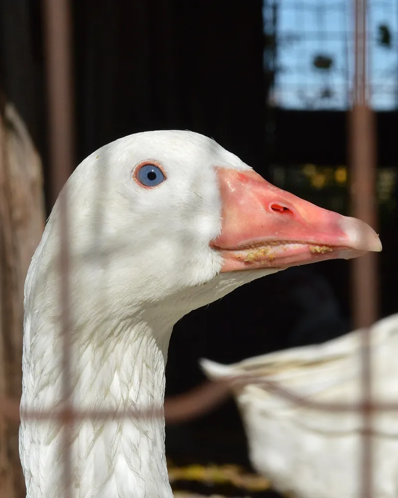 Goose