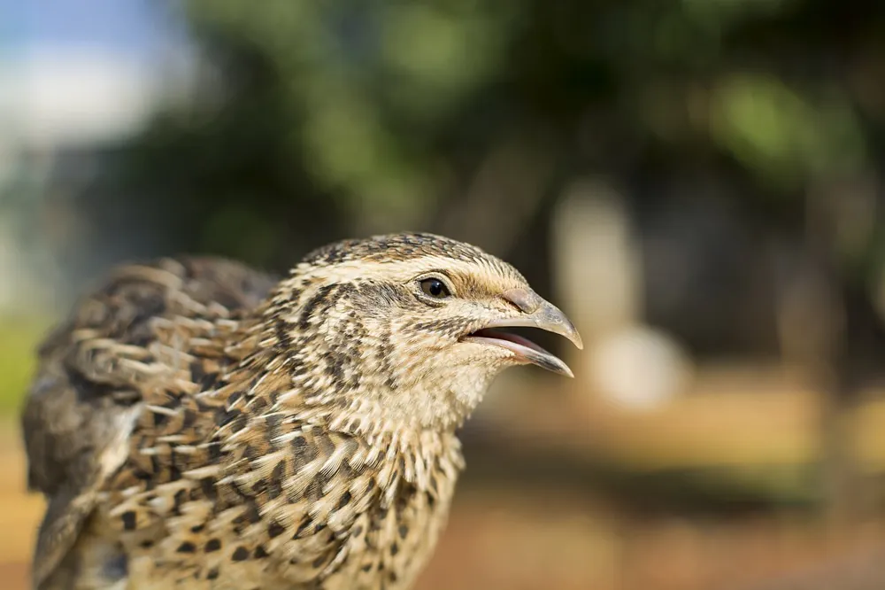 Quail