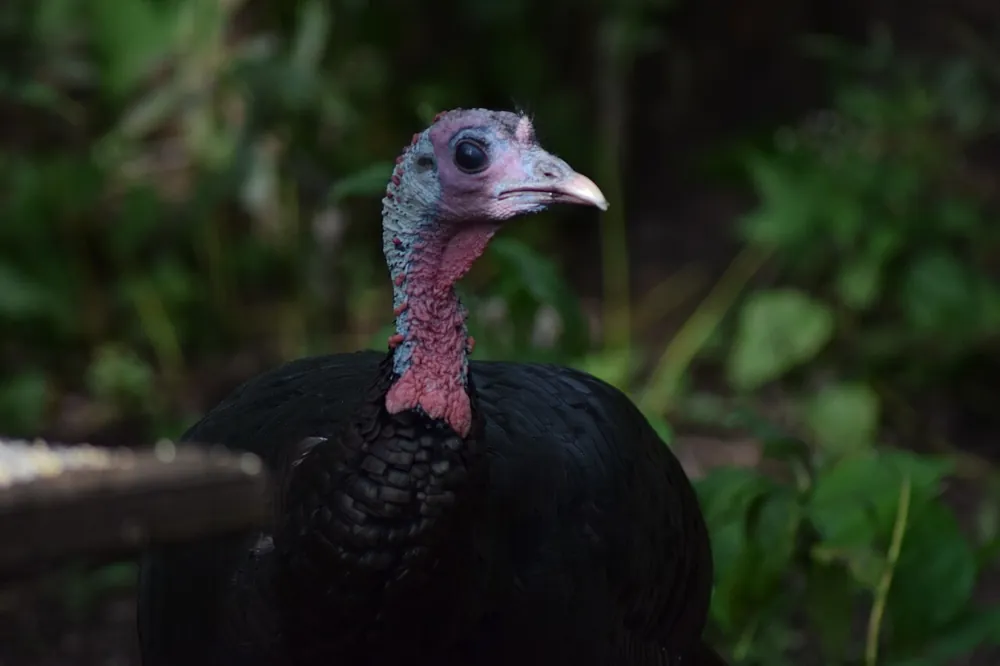 Turkey